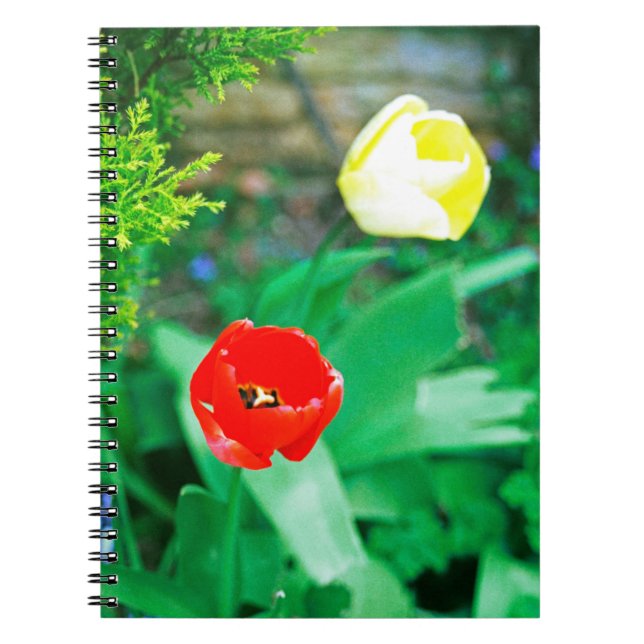 Tulips Notebook (Front)