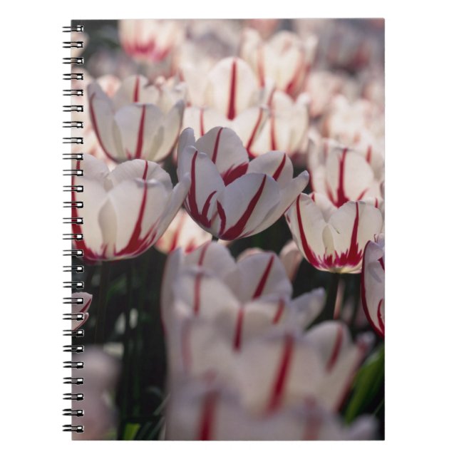 Tulips Notebook (Front)