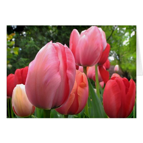 Tulips of Spring Blank Card