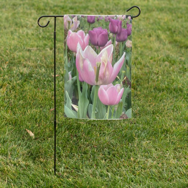 Tulips on garden flag  (In SItu)