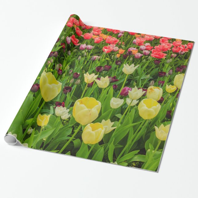 tulips on Glossy Wrapping Paper (Unrolled)