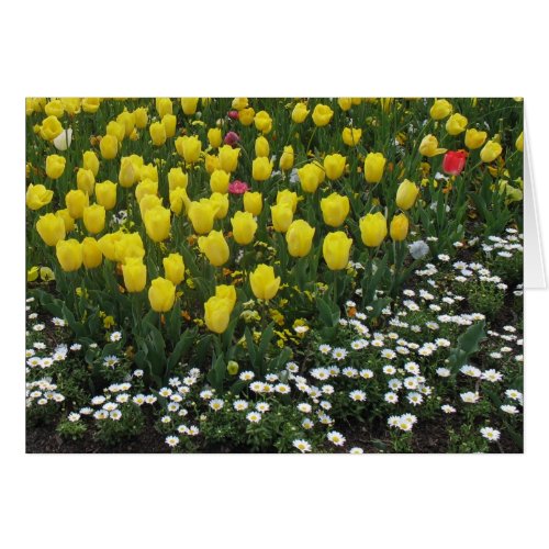 tulips pansies daisies