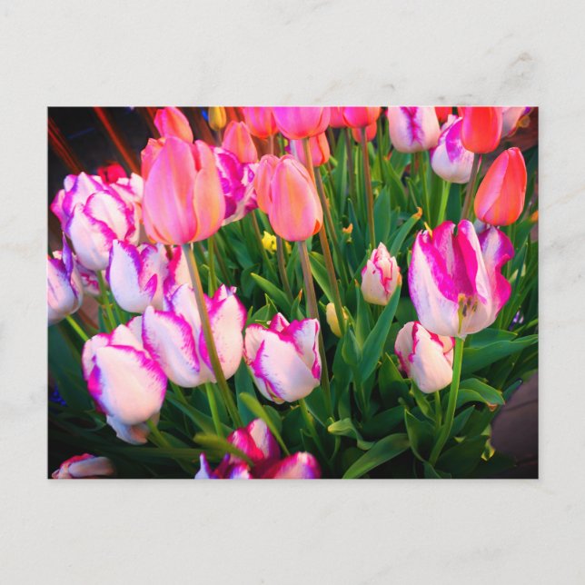 Tulips Peace Flame & Affaire #2 Postcard (Front)