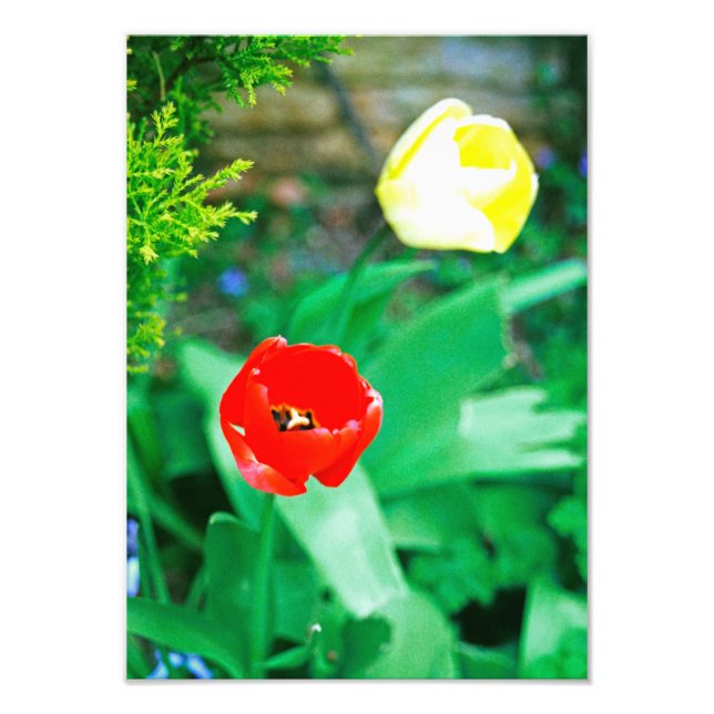 Tulips Photo Print (Front)