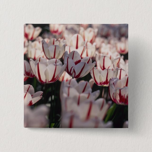 Tulips Pinback Button (Front)