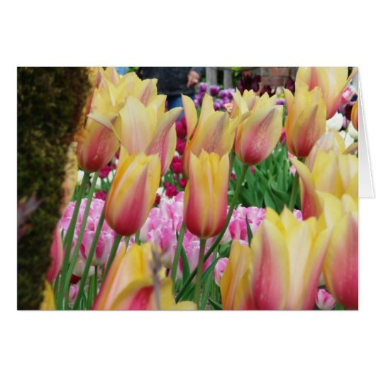 Tulips - Pink and Yellow Cards (Front Horizontal)
