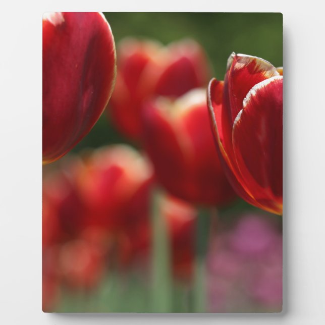 Tulips Plaque (Front)
