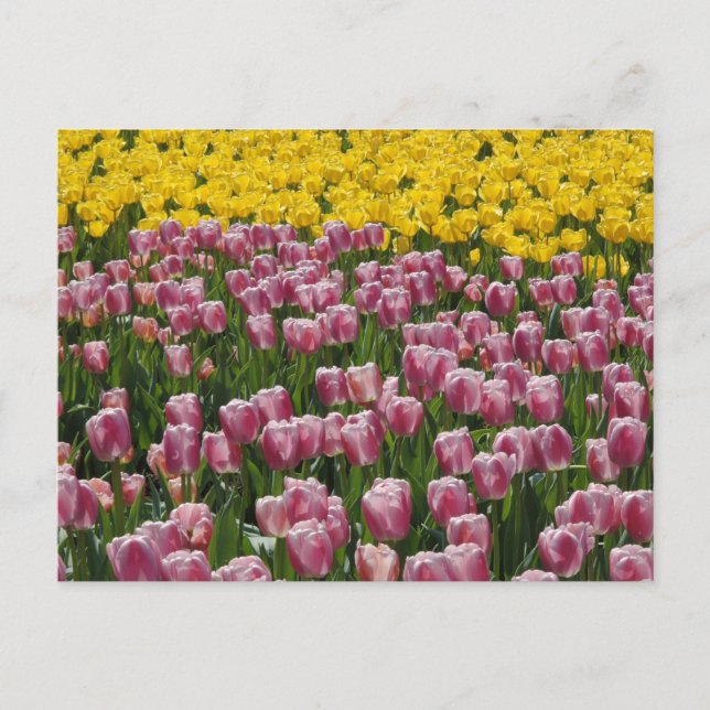 Tulips Postcard (Front)