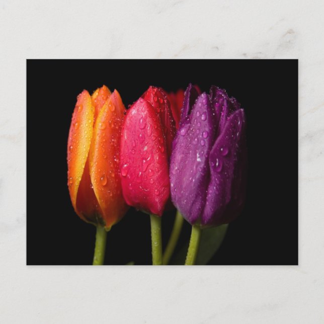 tulips postcard (Front)