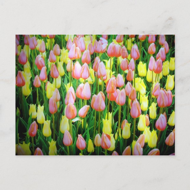 tulips postcard (Front)