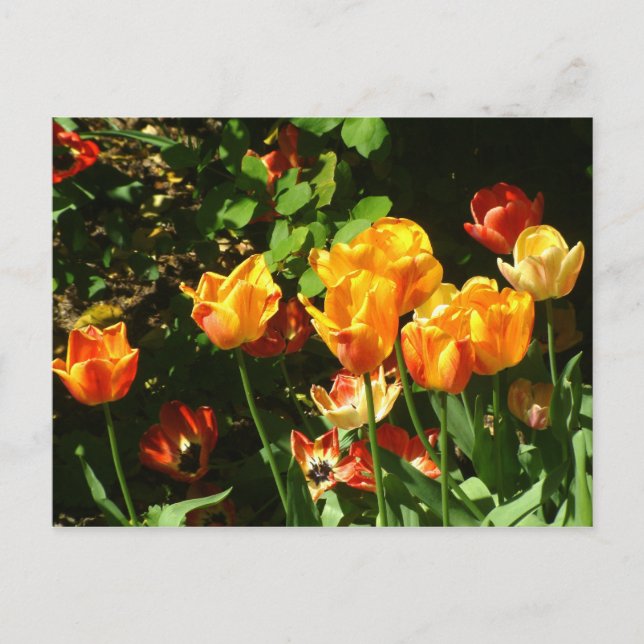 Tulips | Postcard (Front)