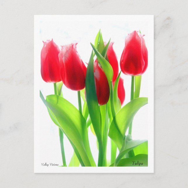 Tulips Postcard (Front)