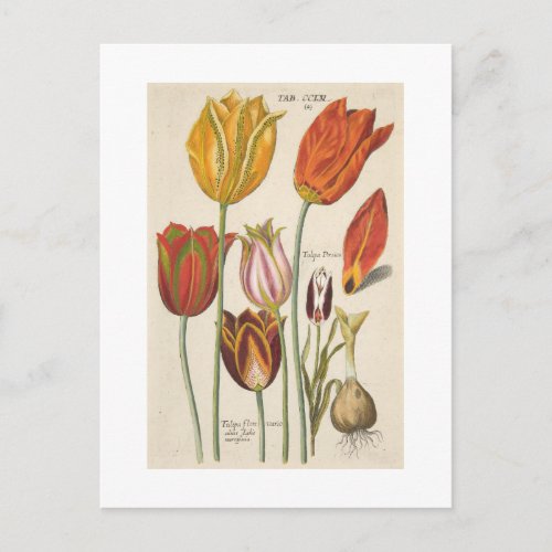 Tulips Postcard