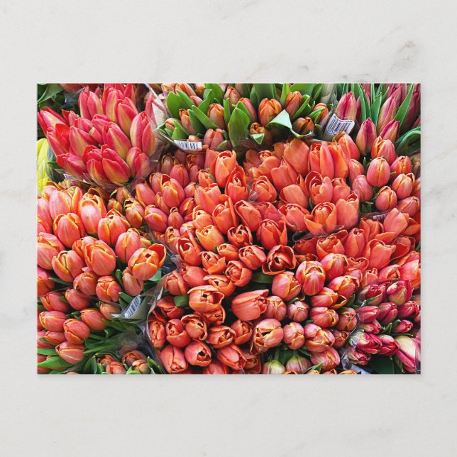 Tulips Postcard (Front)