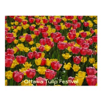 Tulips. Postcard