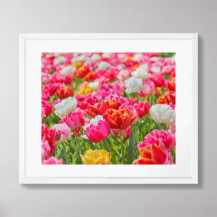 Tulips Poster