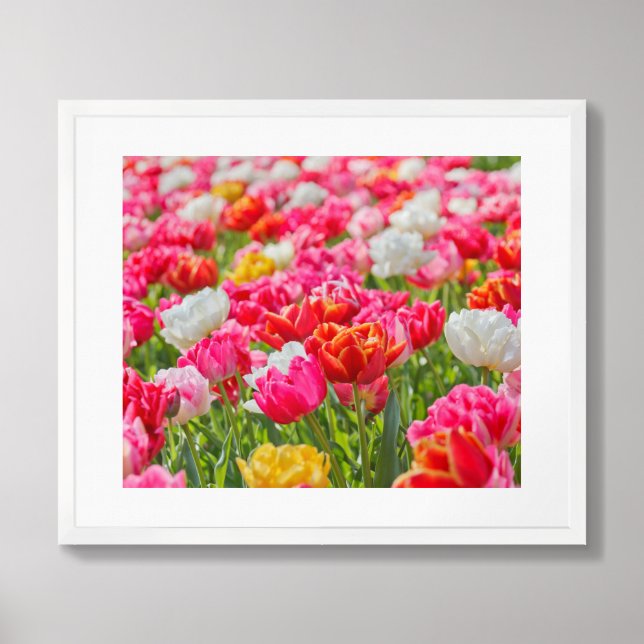 Tulips Poster (Framed Front)
