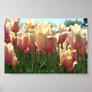 Tulips  poster