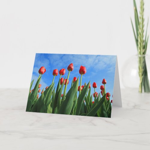 Tulips red flowers photo blank greetings card