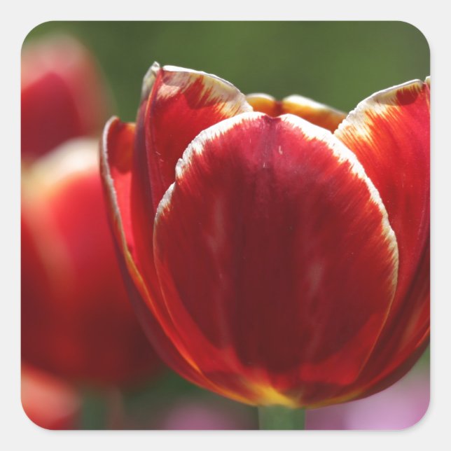 Tulips Square Sticker (Front)