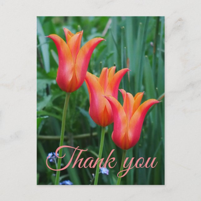Tulips Thank You Postcard (Front)