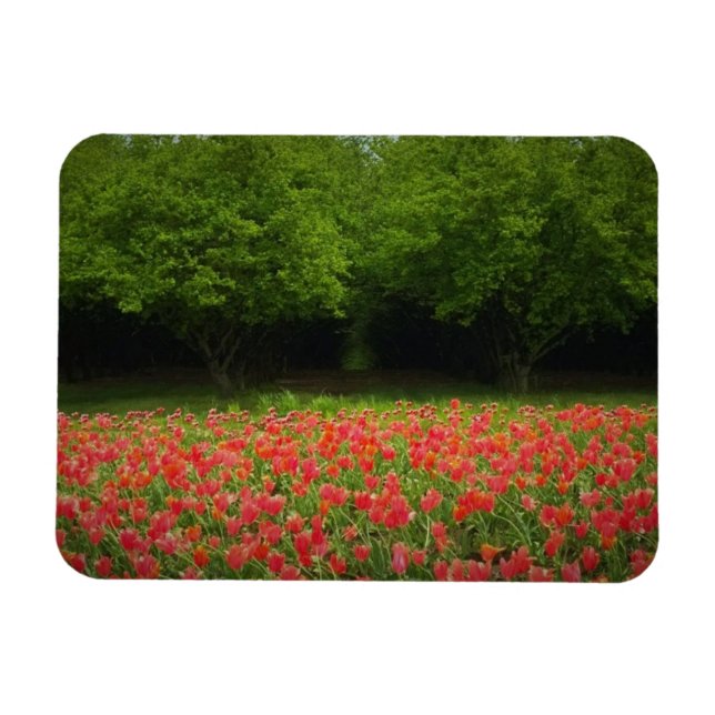Tulips & Trees Magnet (Horizontal)