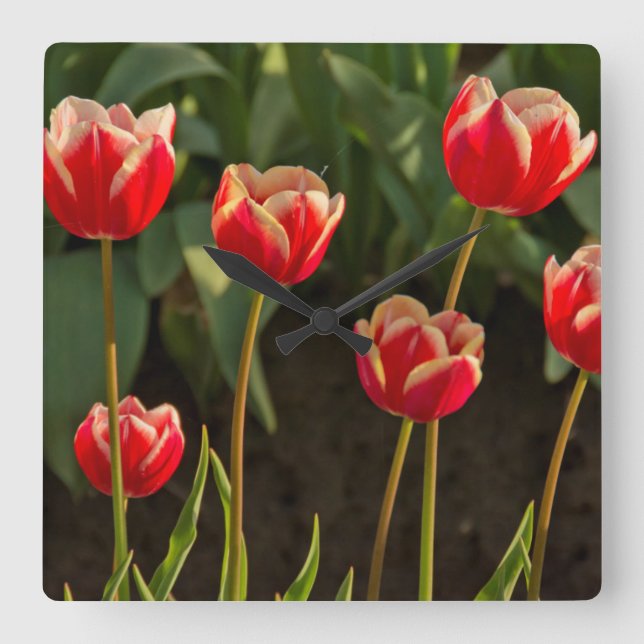 Tulips, Tulip Festival, Woodburn, Oregon, USA 1 Square Wall Clock (Front)
