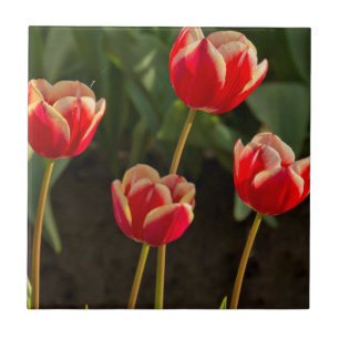 Tulips, Tulip Festival, Woodburn, Oregon, USA 1 Tile