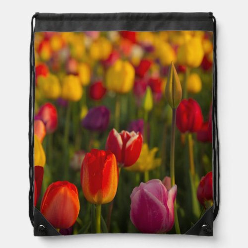 Tulips Tulip Festival Woodburn Oregon USA 2 Drawstring Bag