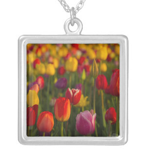 Tulips, Tulip Festival, Woodburn, Oregon, USA 2 Silver Plated Necklace