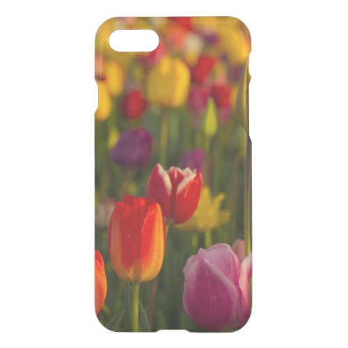 Tulips Tulip Festival Woodburn Oregon USA 2 iPhone SE87 Case