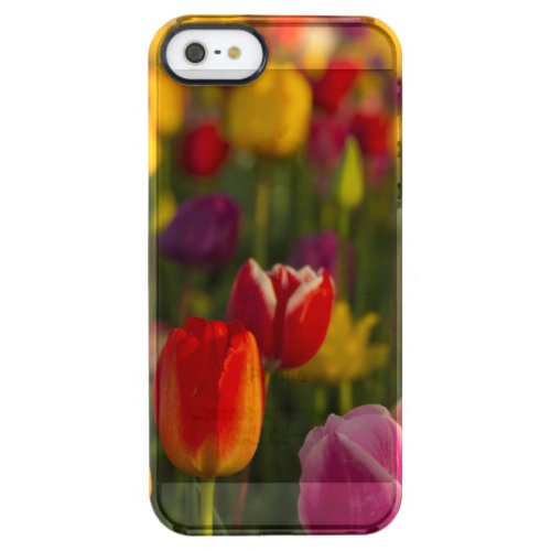 Tulips Tulip Festival Woodburn Oregon USA 2 Clear iPhone SE55s Case