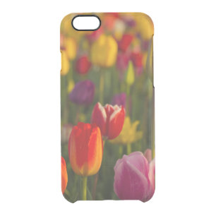 Tulips, Tulip Festival, Woodburn, Oregon, USA 2 Clear iPhone 6/6S Case