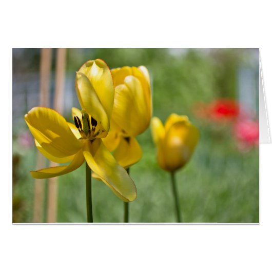 Tulips unfolding cards (Front Horizontal)