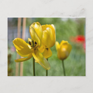 Tulips unfolding postcard