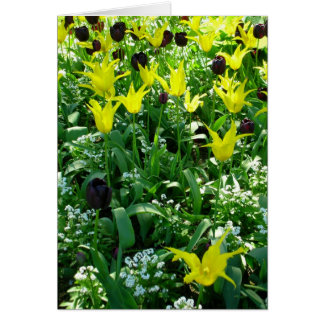 Tulips Vancouver Cards