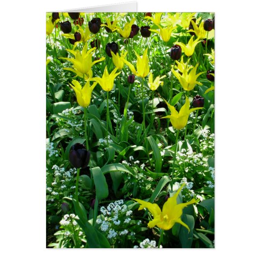 Tulips Vancouver Cards (Front)