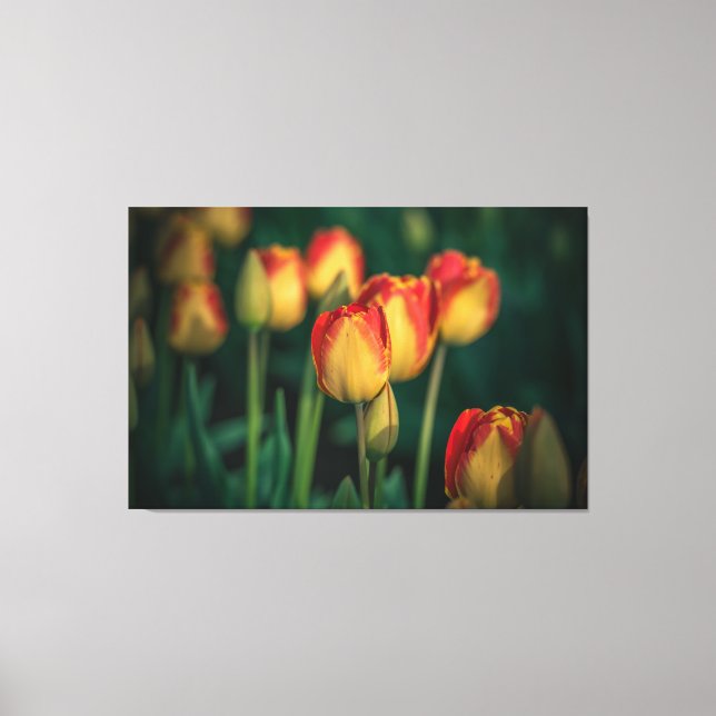 Tulips Wrapped Canvas Print (Front)