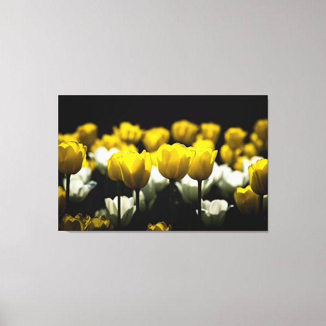 Tulips Yellow And White Canvas Print (Front)