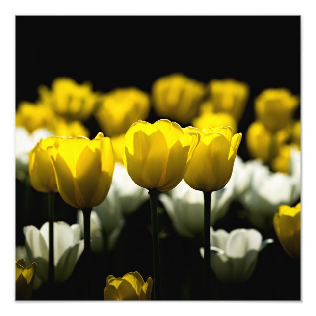 Tulips Yellow And White Photo Print (Front)