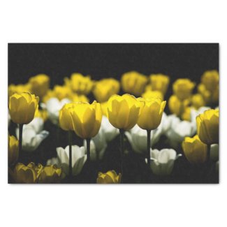 Tulips Yellow And White Tissue Paper