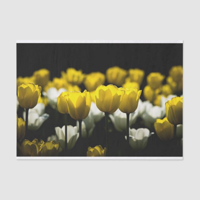 Tulips Yellow And White Tissue Paper (Front)