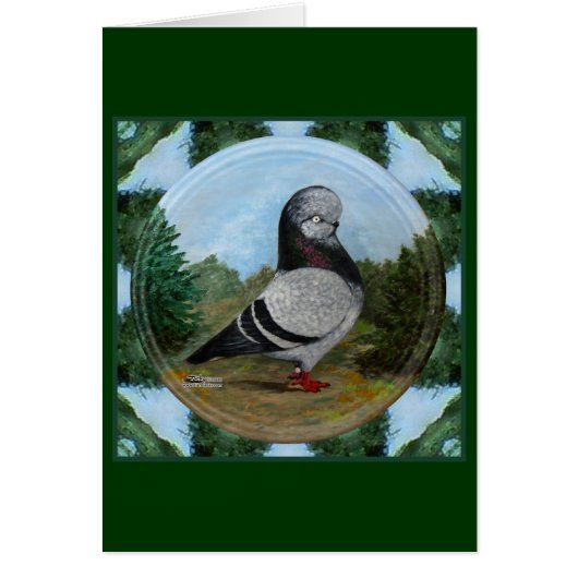 Tumbler Blue Grizzle Pigeon (Front)