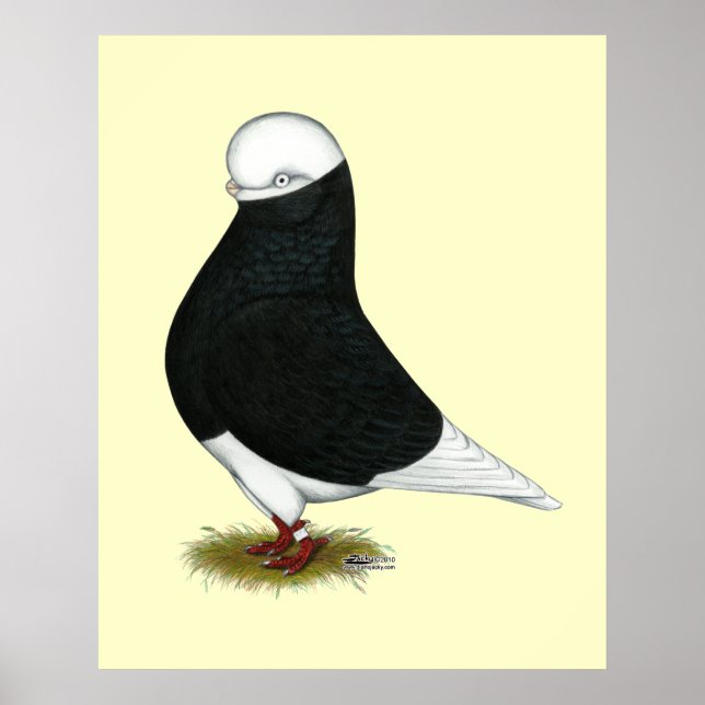 Tumbler Pigeon  Black Bald CL Poster (Front)