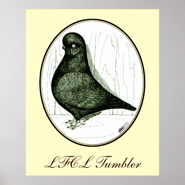 Tumbler Pigeon  LFCL From 1978 Poster (Front)