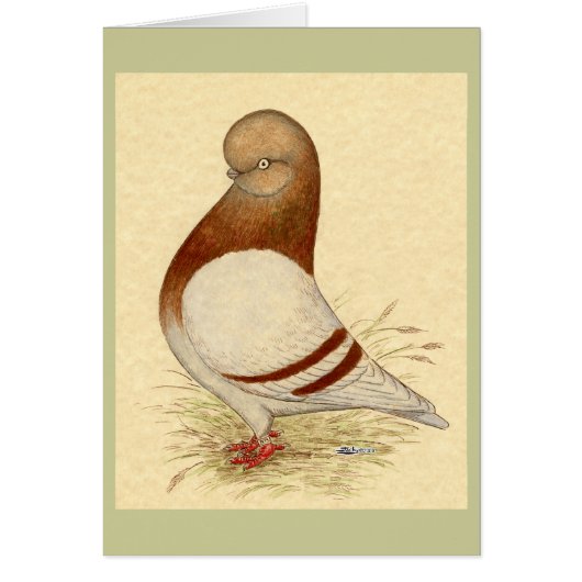 Tumbler Pigeon:  LFCL Mealy (Front)