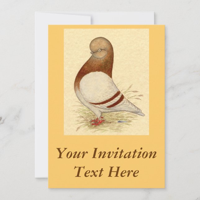 Tumbler Pigeon:  LFCL Mealy Invitation (Front)