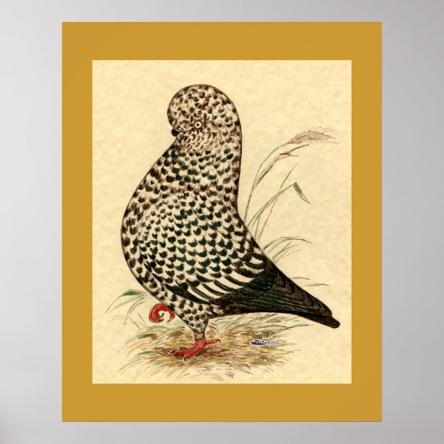 Tumbler Pigeon LFCL Splash Poster (Front)