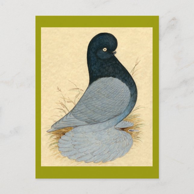 Tumbler Pigeon Muffed Andalusian Postcard (Front)