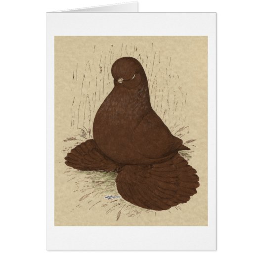 Tumbler Pigeon Muffed Red (Front)